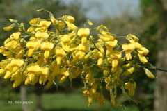 Sophora mollis